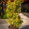 Euonymus japonicus ‘Elegant Aureus’