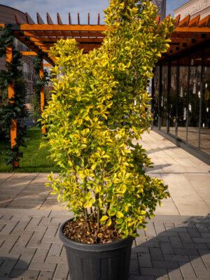 Euonymus japonicus ‘Elegant Aureus’