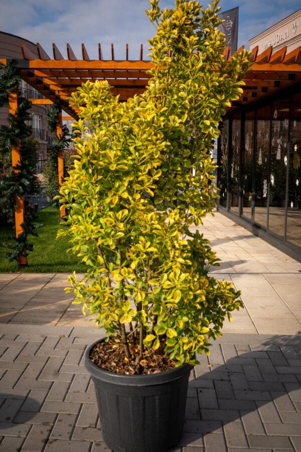 Euonymus japonicus ‘Elegant Aureus’
