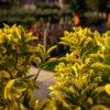 Euonymus japonicus ‘Elegant Aureus’ 1