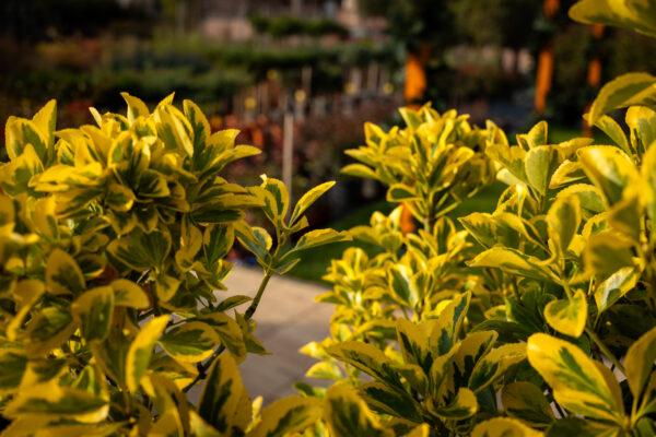 Euonymus japonicus ‘Elegant Aureus’ 1