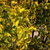 Euonymus japonicus ‘Elegant Aureus’ 2