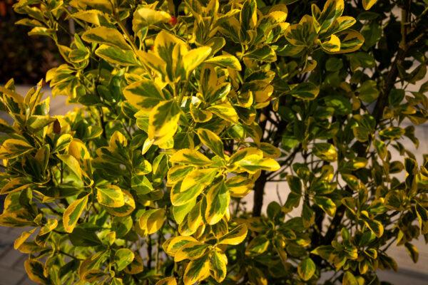 Euonymus japonicus ‘Elegant Aureus’ 2