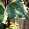 Hedera algeriensis ‘Gloire de Marengo’ 1