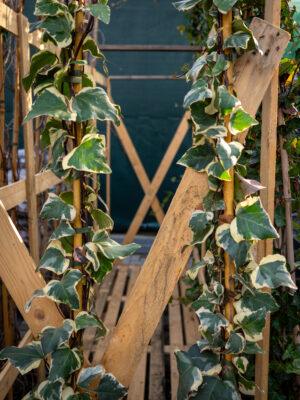 Hedera algeriensis ‘Gloire de Marengo’