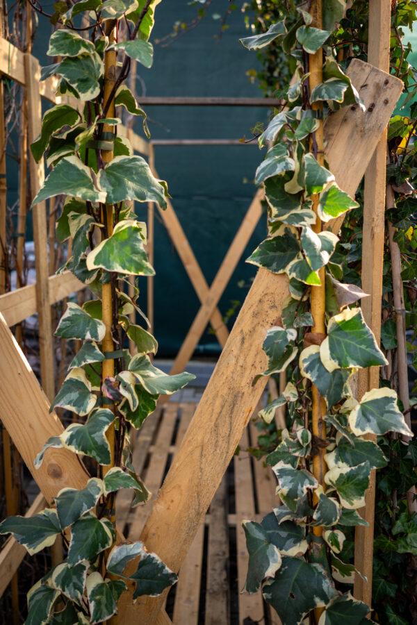 Hedera algeriensis ‘Gloire de Marengo’