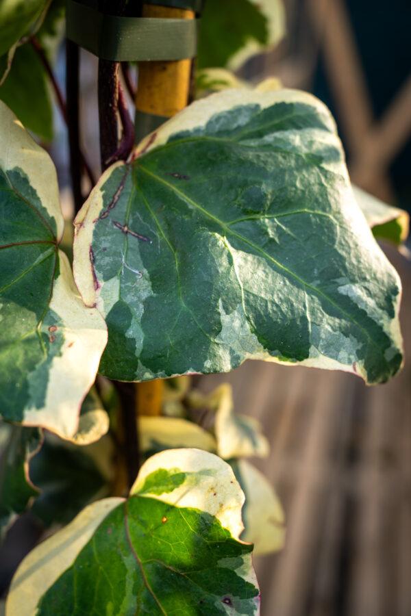 Hedera algeriensis ‘Gloire de Marengo’ 1