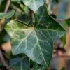 Hedera hibernica 1