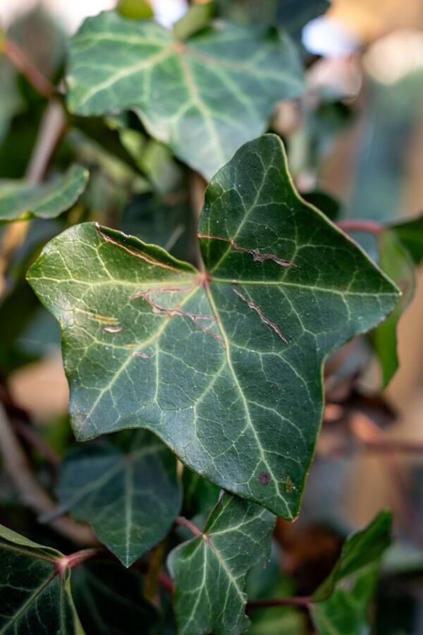 Hedera hibernica 1