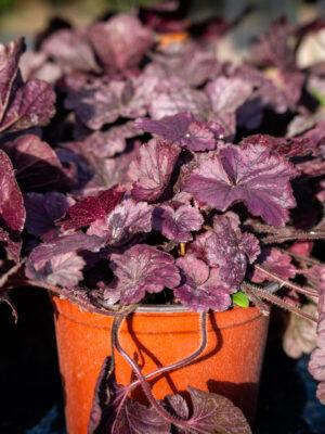 Heuchera 14