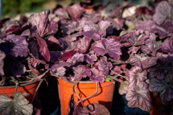 Heuchera 14