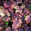 Heuchera 8