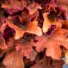 Heuchera 7