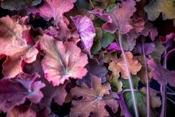 Heuchera 7