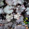 Heuchera 6