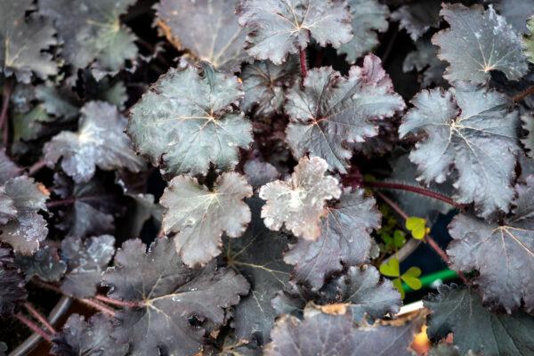 Heuchera 6