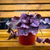 Heuchera 3