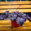 Heuchera 2