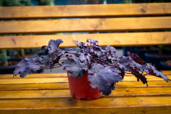 Heuchera 2