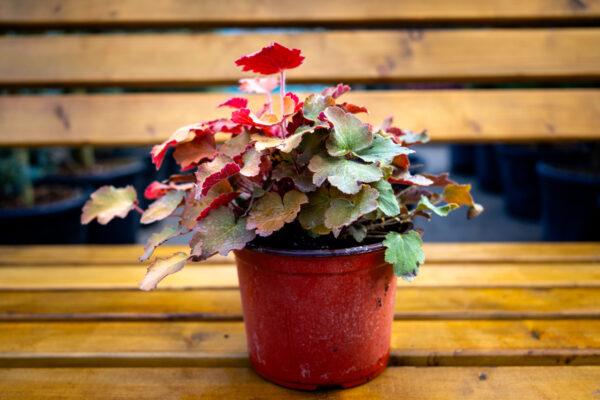 Heuchera 1