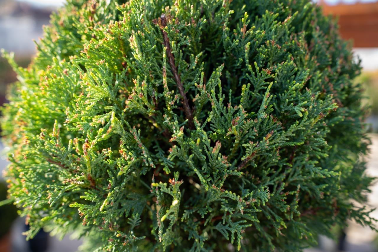 Cupressocyparis leylandii 3 PALLE 3