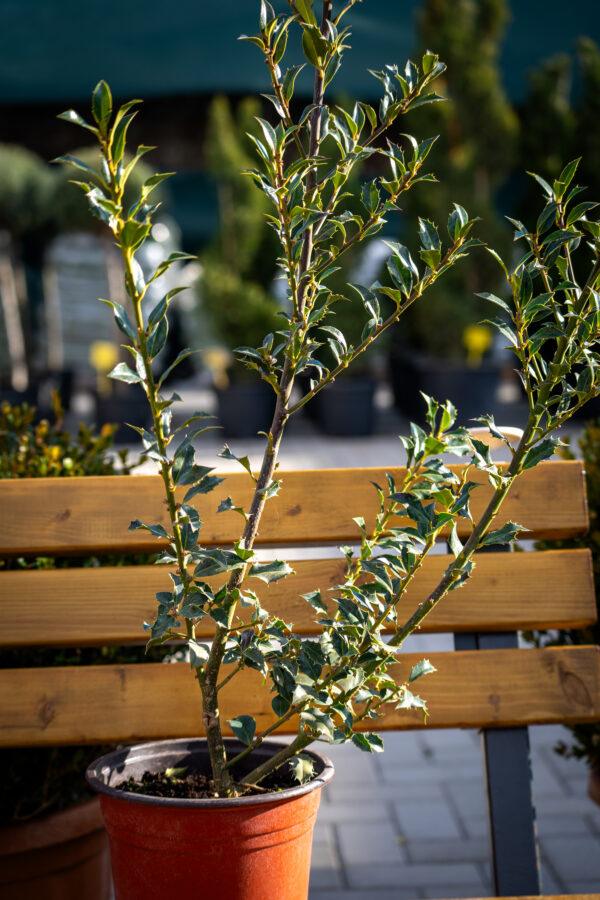 Ilex "Alaska" 2