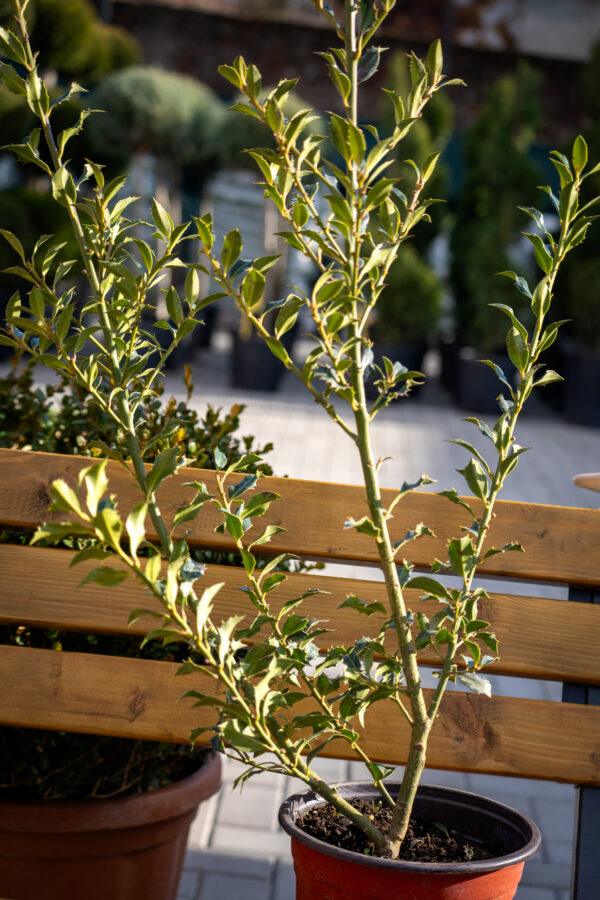Ilex "Alaska"