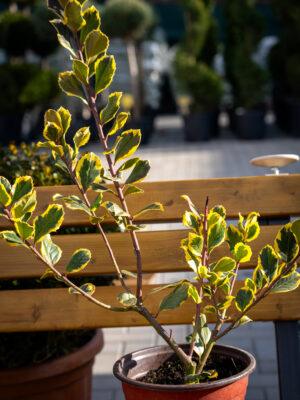 Ilex altaclerensis "Golden King"