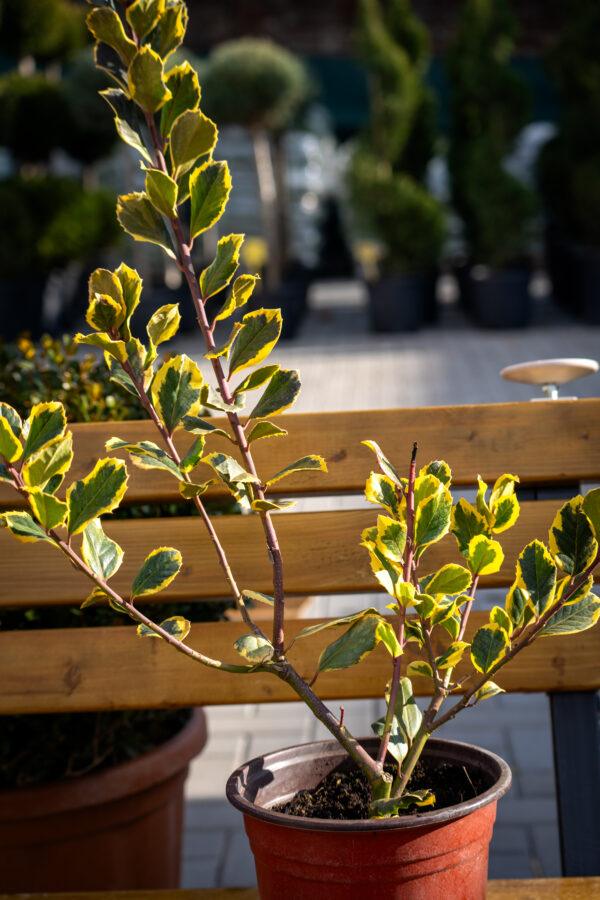 Ilex altaclerensis "Golden King"