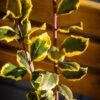 Ilex altaclerensis "Golden King" 1