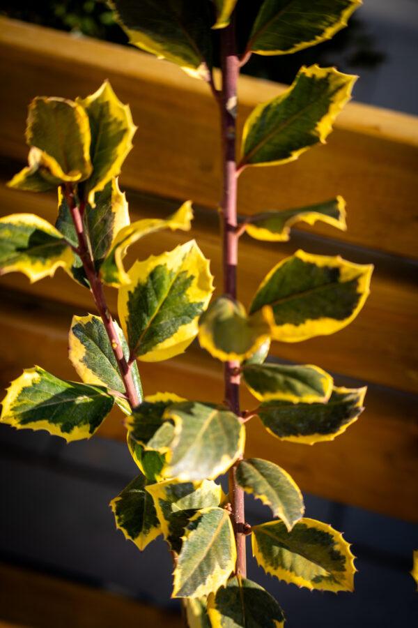 Ilex altaclerensis "Golden King" 1