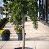 Juniperus conferta "Blue pacific"