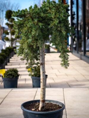 Juniperus conferta "Blue pacific"