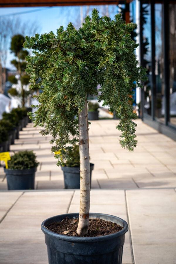 Juniperus conferta "Blue pacific"