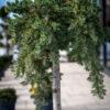 Juniperus conferta "Blue pacific" 2