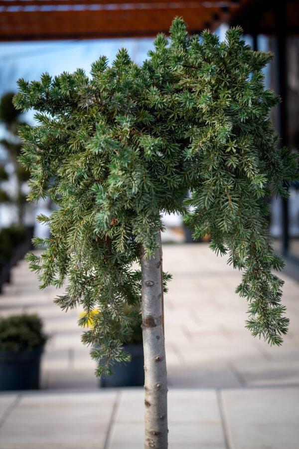 Juniperus conferta "Blue pacific" 2