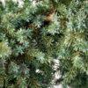 Juniperus conferta "Blue pacific" 1
