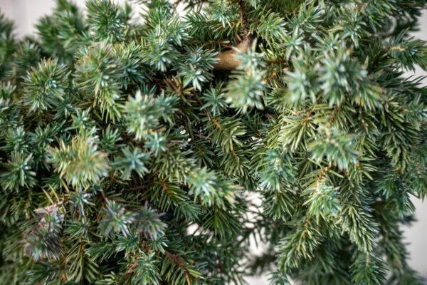 Juniperus conferta "Blue pacific" 1