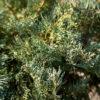 Juniperus conferta "Schlager" 1