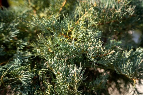 Juniperus conferta "Schlager" 1