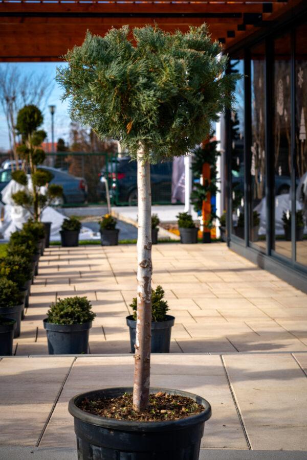 Juniperus conferta "Schlager"