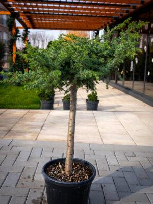 Juniperus conferta schlager 1/4 FUSTO