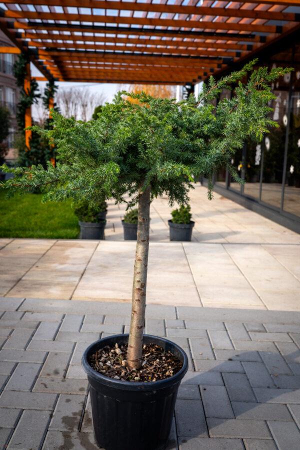 Juniperus conferta schlager 1/4 FUSTO