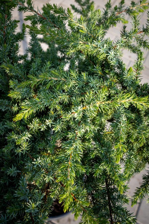 Juniperus conferta schlager 1/4 FUSTO 1
