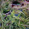 Juniperus horizontalis "Prince of wales"