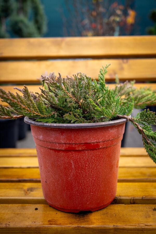 Juniperus horizontalis "Prince of wales"