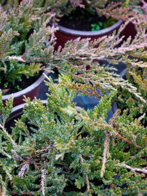 Juniperus horizontalis "Prince of wales"