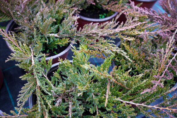 Juniperus horizontalis "Prince of wales"