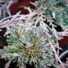 Juniperus horizontalis "Ice blue"