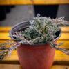 Juniperus horizontalis "Ice blue"